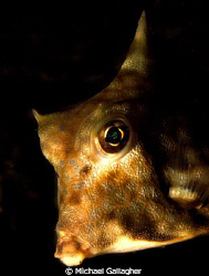 Turretfish portrait, taken whilst night diving in Komodo,... by Michael Gallagher 